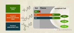 替诺福韦艾拉酚胺(TAF)III期研究结果揭示：96周无耐药，病毒抑制强