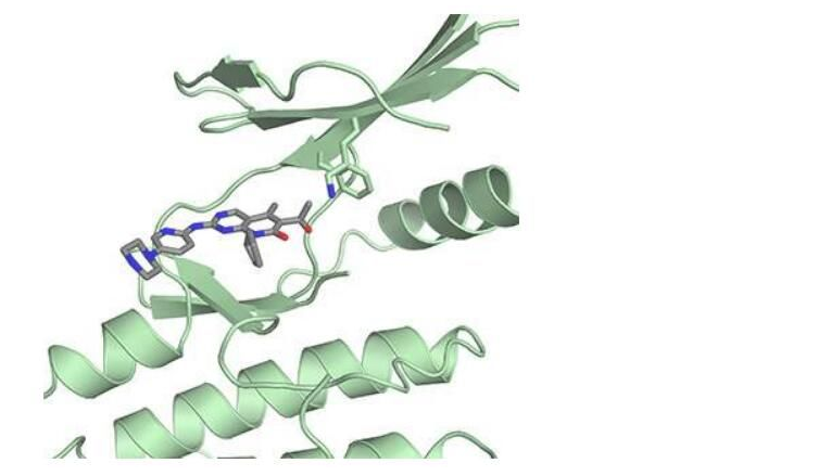 Science：揭示乳腺癌药物帕博西尼的新型作用机制